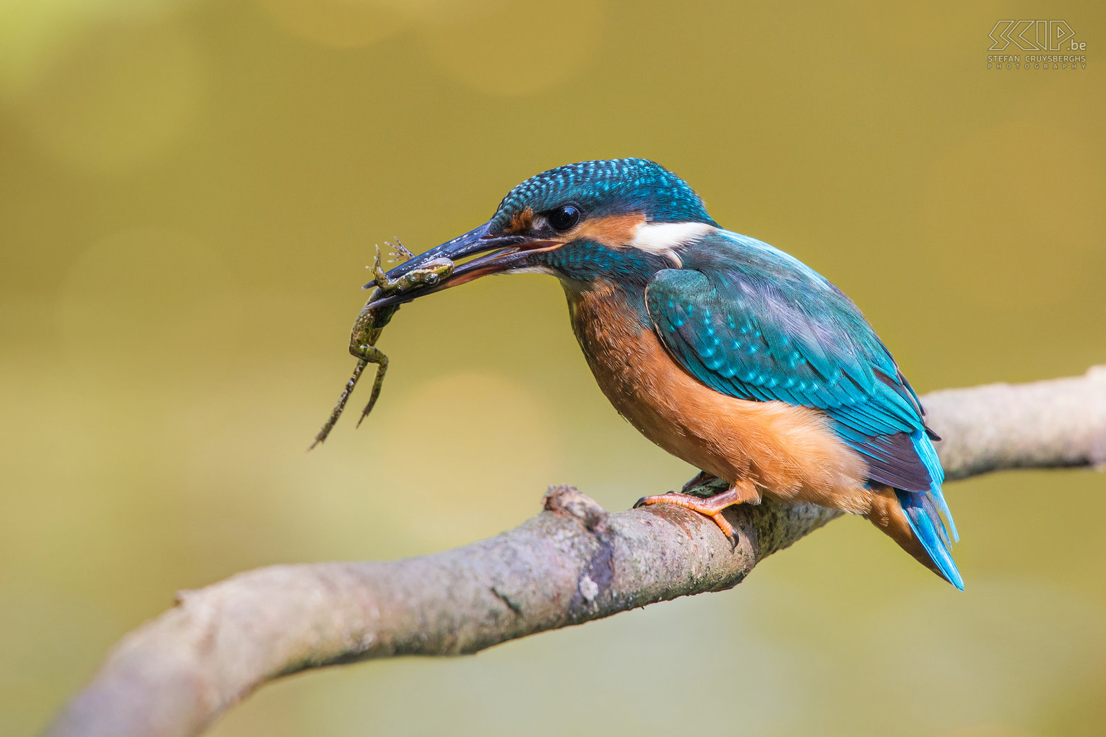 IJsvogels - IJsvogel met kikker De ijsvogel is een van de mooiste vogelsoorten die in onze regio voorkomen. De ijsvogel (alcedo atthis) is een viseter met een fel blauw oranje vederkleed van ongeveer 16cm groot. De mannetjes zijn enkel van de vrouwtjes te onderscheiden door hun pikzwarte ondersnavel terwijl deze bij vrouwtjes een donkerrode vlek heeft.<br />
<br />
Ik heb al heel wat uren in mijn camouflage schuiltentje aan een vijver gezeten, maar vaak leverde het niet veel goede beelden op. Onlangs was het echter een topdag en een jonge vrouwelijke ijsvogel heeft urenlang visjes, insecten en vooral kikkers en kikkervisjes gevangen. Na elke duik vloog ze naar het takje voor m’n schuiltent om de prooi dood te slaan en op te peuzelen.  Af en toe werd de prooi in de lucht gegooid om deze daarna gemakkelijker via de snavel in de keel te laten glijden. Dat was genieten als natuurfotograaf.<br />
 Stefan Cruysberghs